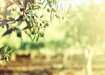 From pitch to pod: how olive oil is revolutionising athletic performance