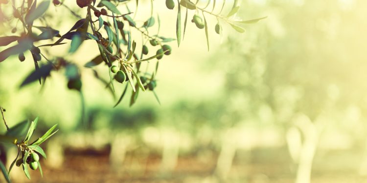 From pitch to pod: how olive oil is revolutionising athletic performance